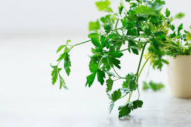 What human food can cats eat? Herbs Safe For Cats A Comprehensive List Of The Safe Vs Toxic Herbs
