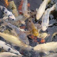 pond fish for outdoor ponds