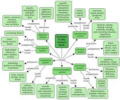 Digestive System Flow Chart Key Beautiful Natural Sciences