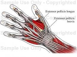 (1) the collagen fibers are closely packed (dense) and leave relatively little open space, and (2) the fibers are. Extensor Tendons Of The Thumb Posterior Back View Medical Illustration Human Anatomy Drawing An Human Anatomy Drawing Wrist Anatomy Medical Illustration