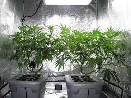 hydroponic systems for weed