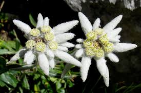 edelweiss the national flower of
