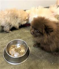 Lift your spirits with funny jokes, trending memes, entertaining gifs, inspiring stories, viral videos, and so much. Cbp And Cdc At Lax Stop Attempt To Smuggle Eight Pomeranian Puppies From Russia U S Customs And Border Protection