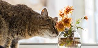 Which Flowers Are Safe For Cats The Vets