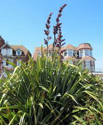 Phormium Plant Growing Care Guide For