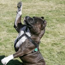 how much exercise does a pitbull need