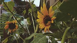 Kali ini saya akan memberikan tips bagaimana caranya budidaya penanaman bunga. Berkas Bunga Matahari Jpg Wikipedia Bahasa Indonesia Ensiklopedia Bebas