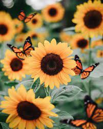 sunflower aesthetic nature pretty hd