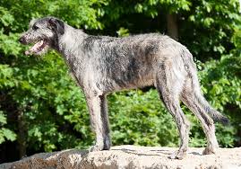 How Fast Does An Irish Wolfhound Puppy Grow Irish