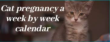 The vet can confirm the pregnancy and advise you on caring for the cat. How Long Is A Cat Pregnant 5 Stages Of Cat Pregnancy Zoological World