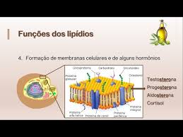bioquímica 4 funções dos lipídios