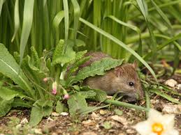 rats in the garden do rats rummage in