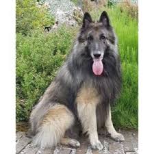 belgian malinois long hair dog
