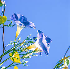 To those that provide fabulous foliage. Best Blue Flowers For Your Garden Better Homes Gardens