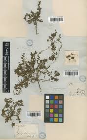 Euphorbia forskaolii J.Gay | Plants of the World Online | Kew Science