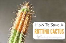 Spines grow from areoles, modified leaf stalks, and are arranged in rows up and down the plant. How To Save A Rotting Cactus Plant Get Busy Gardening