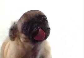 licking dog screen clean