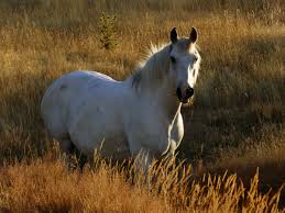 white horse in pasture royalty free photo