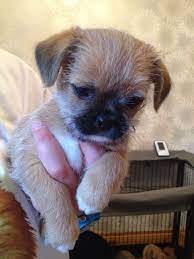 The life expectancy of this crossbreed is 12 to 15 years. Chihuahua And Shih Tzu Mix Funny Picture 2000 Petasu Com Shih Tzu Shih Tzu Mix Puppies