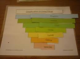 Classification Of Living Things Chart Need No