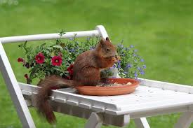 How To Keep Squirrels Out Of The Garden