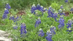 Want To Grow Bluebonnets In Your Yard