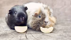 what do guinea pigs eat the best foods