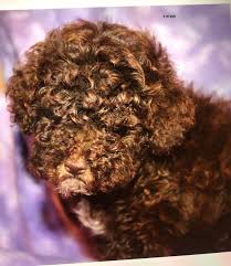 moana teacup poodle love my puppy