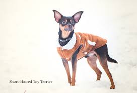 Choosing The Right Winter Clothing For Dogs