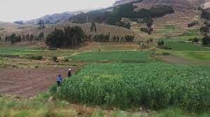 Land-use effects on soil quality of agricultural systems in the Central  Andes of Bolivia