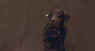 The sense most used by detection dogs is smell. Introducing Our Revolutionary Docsend Dachshund Delivery Service Docsend