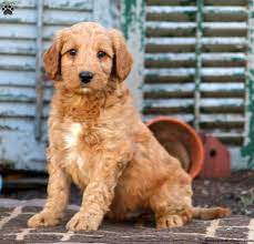 They are a certified blue ribbon member with the goldendoodle association of north america and have passed all health requirements like ofa for eyes, heart, elbows, and joints. Mini Labradoodle Puppies For Sale Greenfield Puppies
