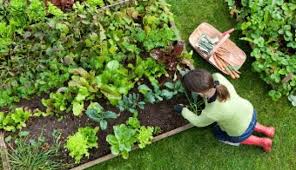 Tips For Starting A Garden Veggie Patch