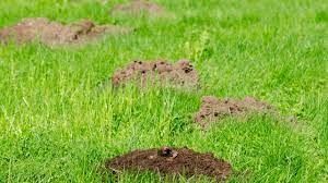 the damage gophers moles and