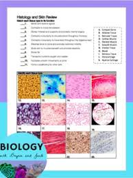 Tissues And Skin Histology Review Worksheet Basic Anatomy