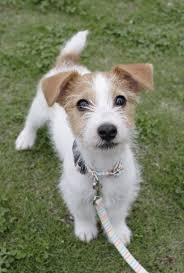 Your jack russell terrier puppy won't be able to reach such heights at an early age, but as they grow, so will their hops. 16 Reasons Jack Russells Are Not The Friendly Dogs Everyone Says They Are Dog Friends Terrier Dogs Jack Russell Puppies