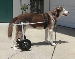 training dogs to use a wheelchair k9