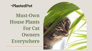 Cat Friendly House Plants Our Favorite