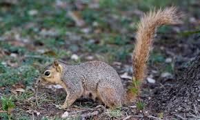 Squirrels are sometimes seen as pests, but not nearly as much as does the squirrel make a good pet. Plague Kills In New Mexico Colorado Public News Service