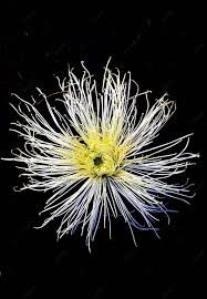 chrysanthemum perfume garden nature