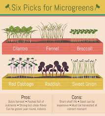 grow your own microgreens fix com