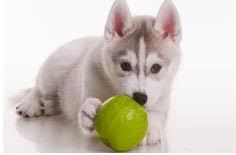 Healthy Fruits And Veggies For Pets Trupanion Pet Care