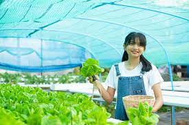 Asian Girl Picking Vegetables