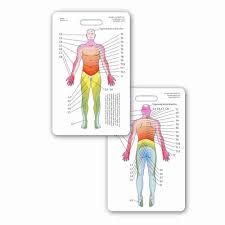 Neuro Dermatome Diagram Vertical Badge Id Card Pocket Reference Guide Neurology 1 Card