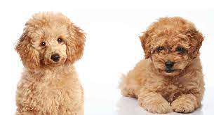 toy poodle vs miniature poodle what s