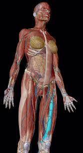Female body surface anatomy (anterior and posterior views). 3d Skeletal System 5 Cool Facts About The Femur