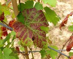 Fs1260 Red Leaves In The Vineyard Biotic And Abiotic