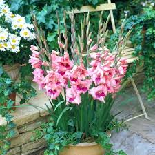 get gladiolus eva summer flowering bulb