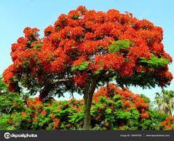 Acacia roja. — Steemit