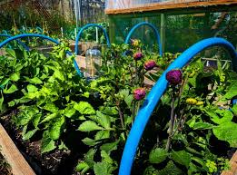 7 Steps To Starting Your Own Allotment